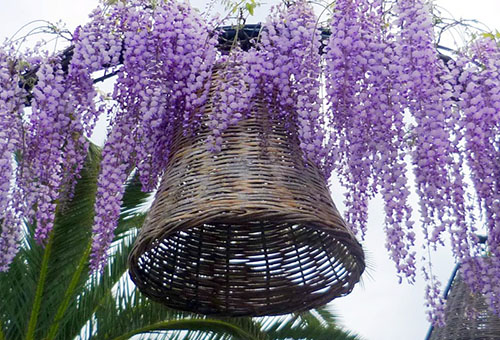 Wisteria and Wicker Bell