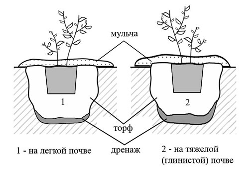 Đề án trồng việt quất