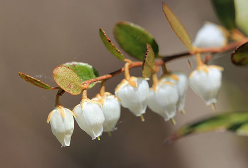 Blueberry bloemen