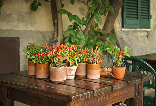 Decorative bitter peppers in pots