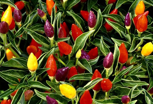 Decorative bitter pepper