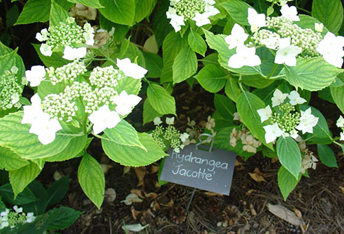 Hortensiaplantor