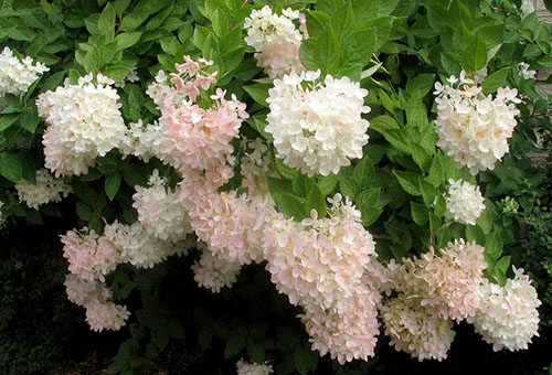Blommande hortensia