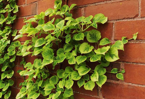 Klimhortensia aan de muur van het huis