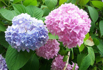 Bloeiende hortensia