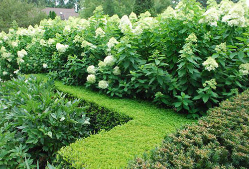 Hydrangea in a hedge