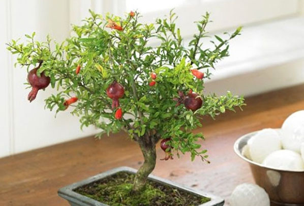 Granatäpple bonsai