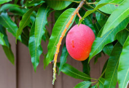 Fructe de mango