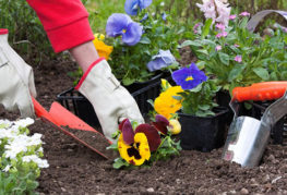 Planting petunias in open ground