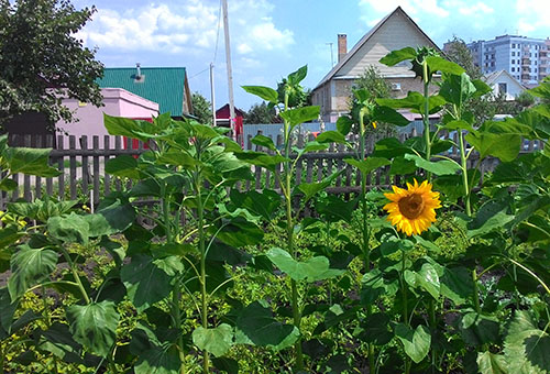 Sunflowers on the site