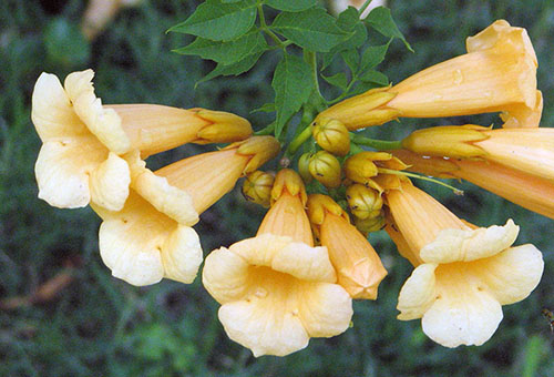 Kampsis flowers