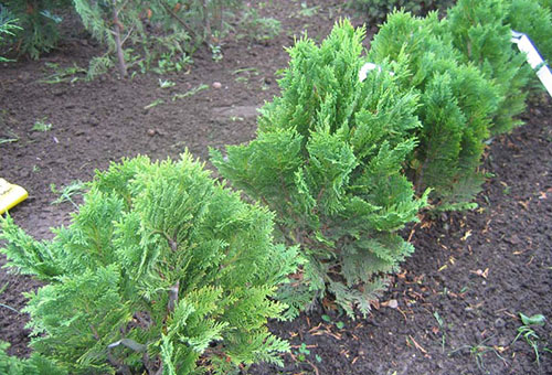 Lawson cypress seedlings