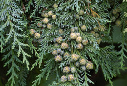 เมล็ดพันธุ์ Lawson Elwoodi Cypress