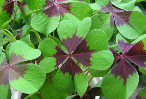 Hojas de Oxalis