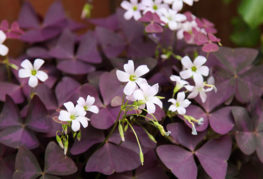 Záhradný oxalis s fialovými listami