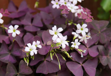 Tuinoxalis met paarse bladeren