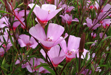 Clarkia bloemen