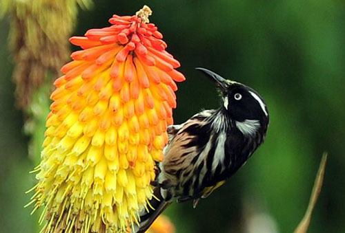 Птица върху цветето на кифофия