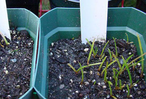 Seedlings of knifophy