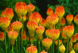 Hoa bnifophya nở