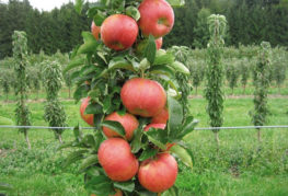 Trái táo hình cột