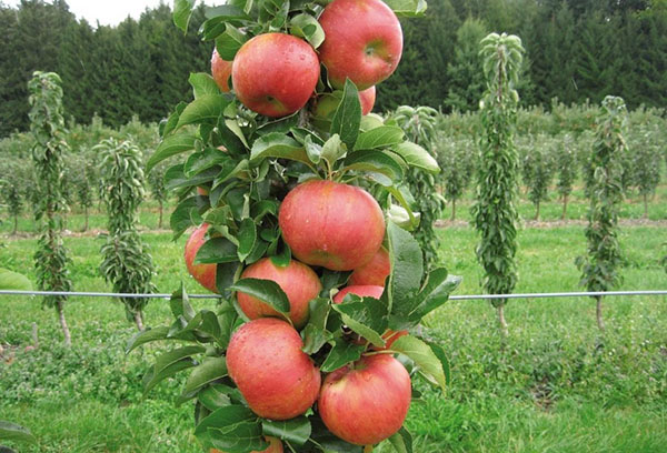 Fruits on a columnar apple