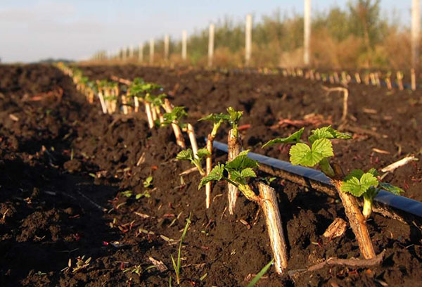 Kruisbessen planten