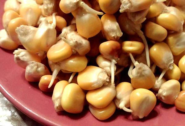 Sprouted corn seeds