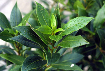 Laurel con gotas de rocío