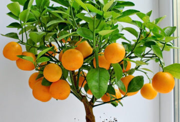 Árbol de mandarina con frutas