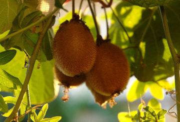 Fruta de kiwi