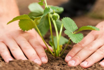 Een struik tuinaardbeien planten