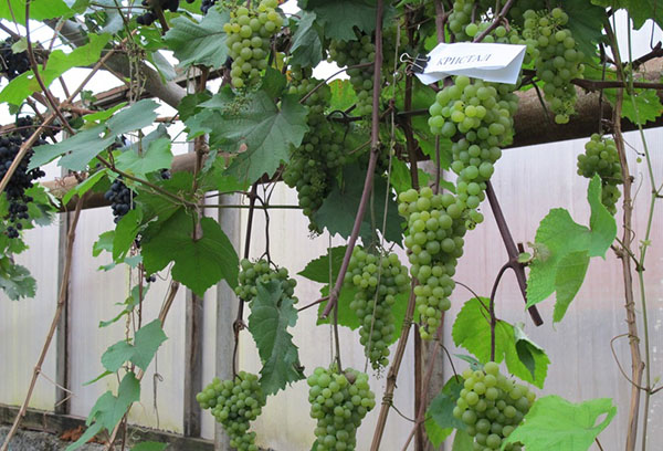 Grapes in the Urals