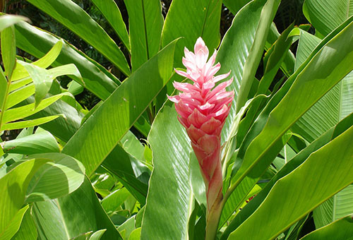 Blooming ginger