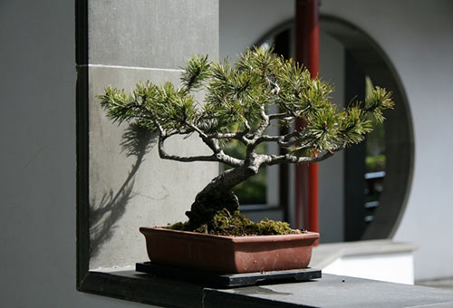 Coniferous bonsai
