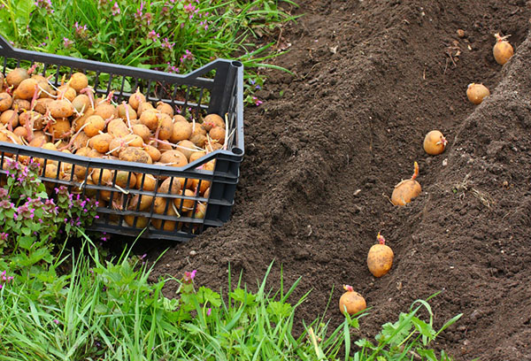 Výsadba zemiakov