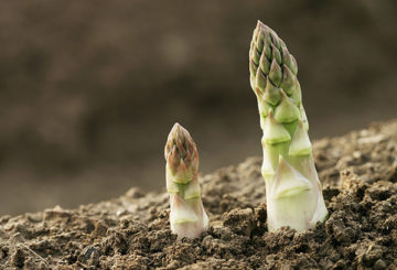 Asperges in de tuin