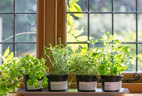 Greenery in pots on the windowsill
