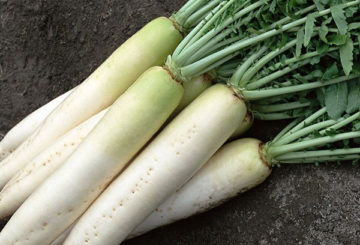 Daikon oogst