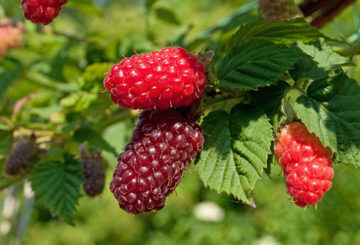 Bayas de Ezemali Tayberry