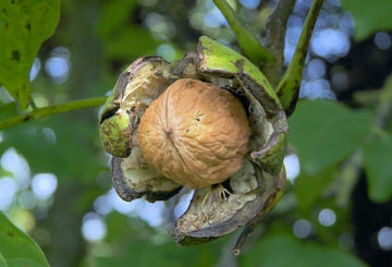 Walnoot fruit