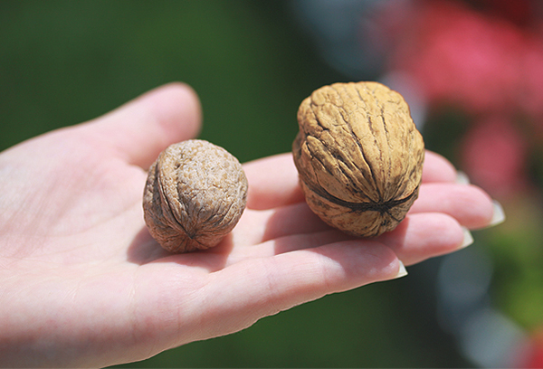 Walnuts of different sizes
