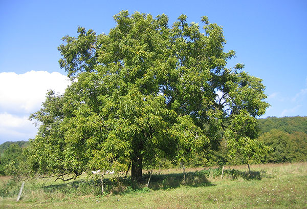 Old walnut tree