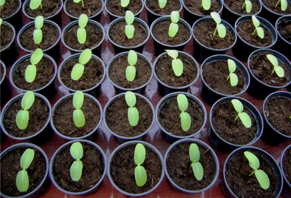 Seedlings of zucchini
