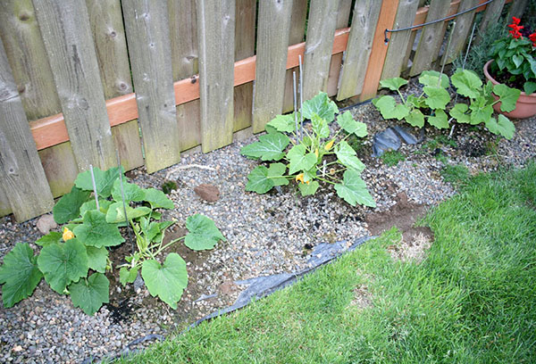 Zucchini by the fence