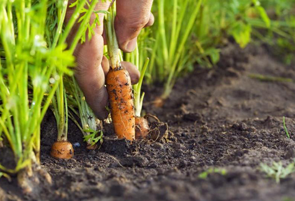 Harvesting young carrots