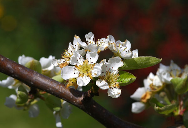 Blossoming pear