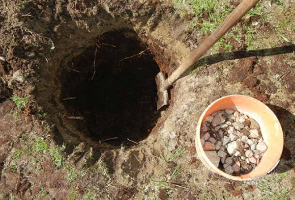 Preparing a pit for planting pears