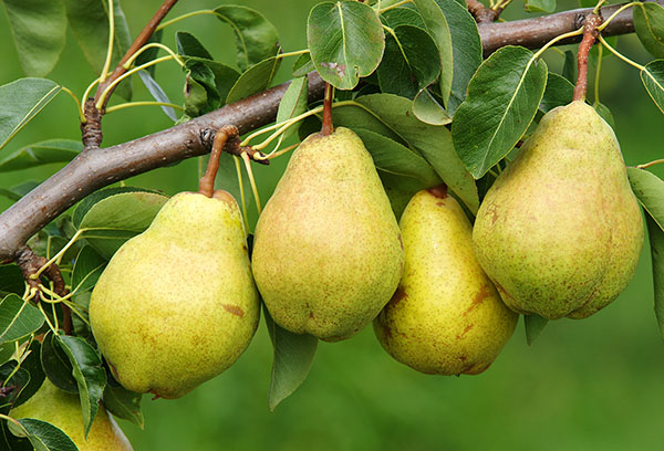 Pear fruit on a branch