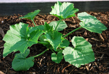 Courgette in een kas